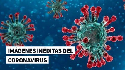 Imágenes inéditas del coronavirus