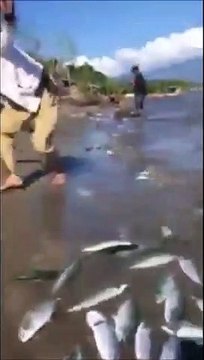 Pêche facile : les poissons arrivent sur la plage !