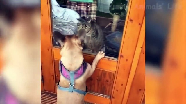 reaction of animals - funny dogs, cats...