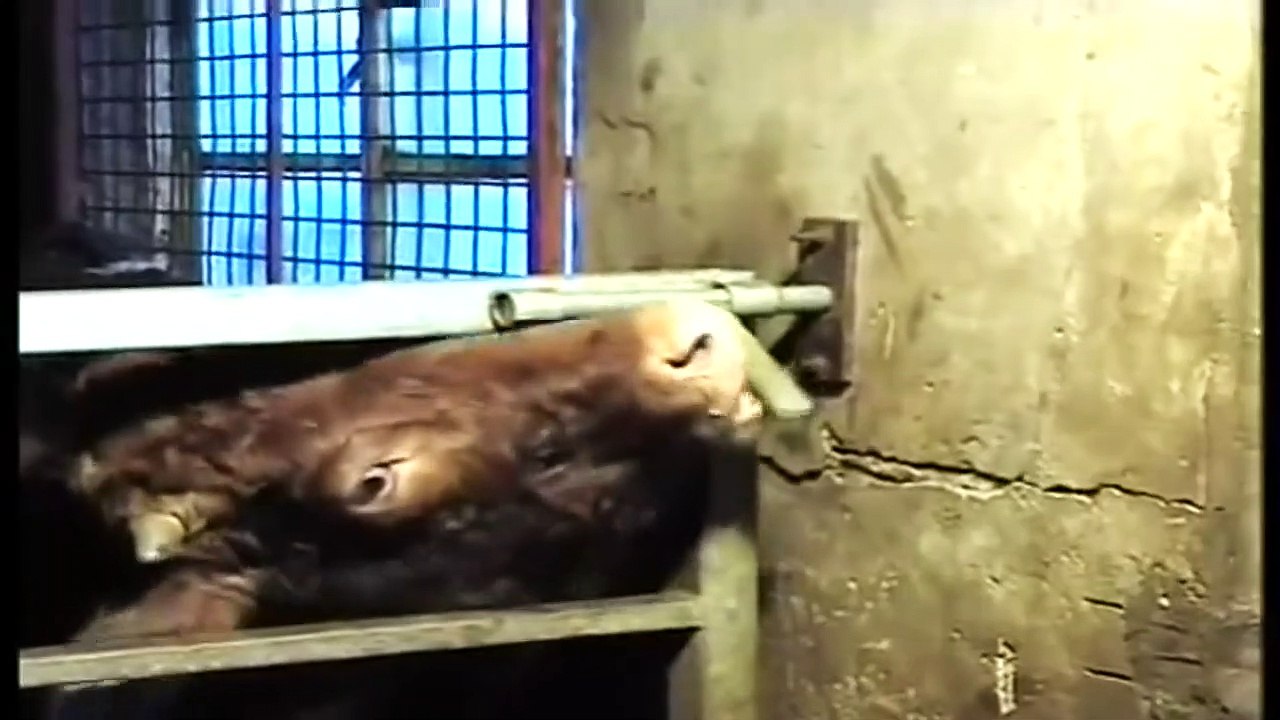 Videos of funny COWS.