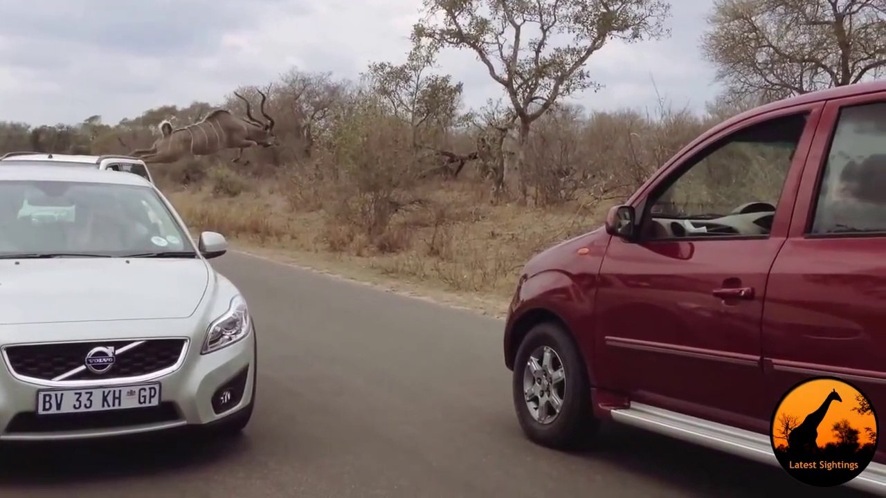 Cet animal saute par-dessus les voitures pour échapper à un lion