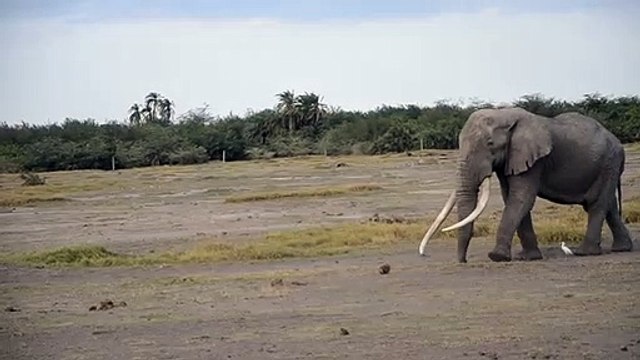 Le duo le plus improbable de la savane : un éléphant et un petit oiseau