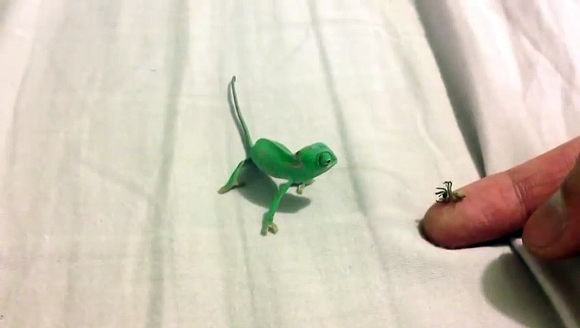 Il Nourrit Son Bebe Cameleon A La Main Et C Est Trop Mignon Video Dailymotion
