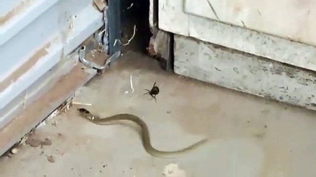 Un serpent se retrouve piégé dans la toile d'une araignée