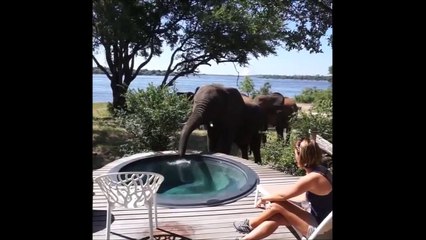 Regardez qui vient vider la piscine de ce lodge au Zimbabwe
