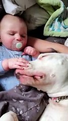 Playful Dog Loves Cuddling with Baby