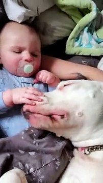 Playful Dog Loves Cuddling with Baby