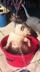 Doggo Enjoys Cool Bath from Hose