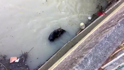 MERSİN Göksu Nehri'nde intihar eden kişinin cesedi bulundu