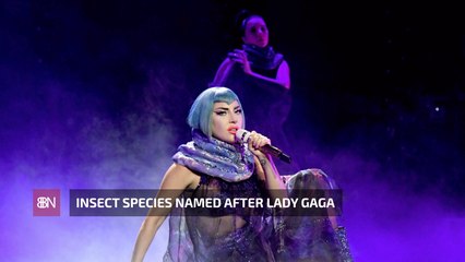 Lady Gaga And The Kaikaka Gaga