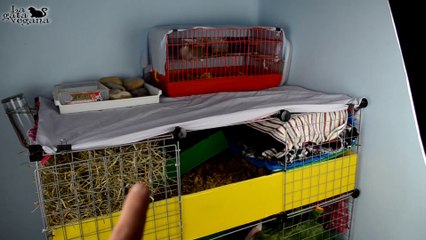ROOM TOUR JAULA COBAYAS CYC DE TRES PISOS FEBRERO 2020 | GUINEA PIGS C&C CAGE TOUR | LA GATA VEGANA