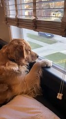 Golden Retriever Loves Staring Out Living Room Window