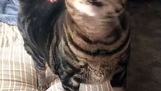 Cat Babbles Hilariously While Being Scratched on Back - vide