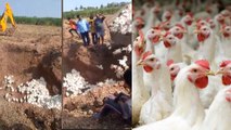 Poultry farmers burying chickens alive | Poultry Industries in Vain | Oneindia Kannada