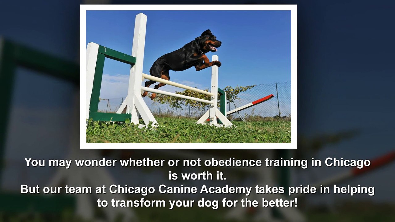 Best Dog Agility Training At Chicago Canine Academy