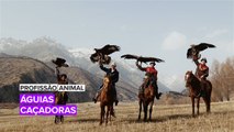 Profissão Animal: Águias caçadoras