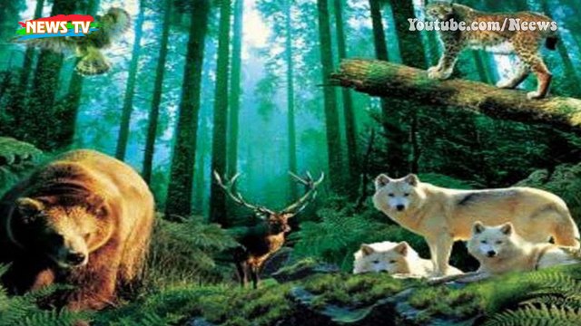 Sự tuyệt chủng của những loài động vật có vú lớn tại Bắc Mỹ có hậu quả gì?