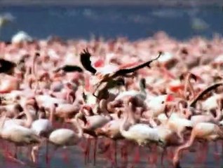 Baby Noah - Animal Expedition