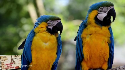 Les noms des oiseaux اسماء الطيور