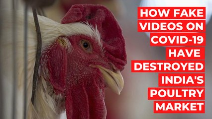 'Due to Covid-19 Scare, We Have Had to Kill Lakhs of Fowls and Eggs', Says Poultry Farm Owner