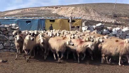 Devlet desteğiyle çoğalttığı sürüyle 3 ailenin geçimini sağlıyor - NİĞDE