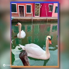 Confinement : En Italie, les canaux de Venise s'éclaircissent et les poissons et les cygnes reviennent