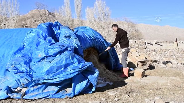 İlk denemelerinde başarısız olduğu mantar üretiminde şimdi siparişlere yetişemiyor - AĞRI