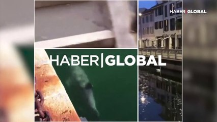 Venedik kanallarında kirlilik azaldı, yunuslar ziyaret etti