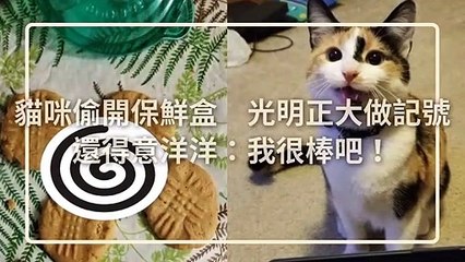 petmao_nownews-copy2-20200319-18:22