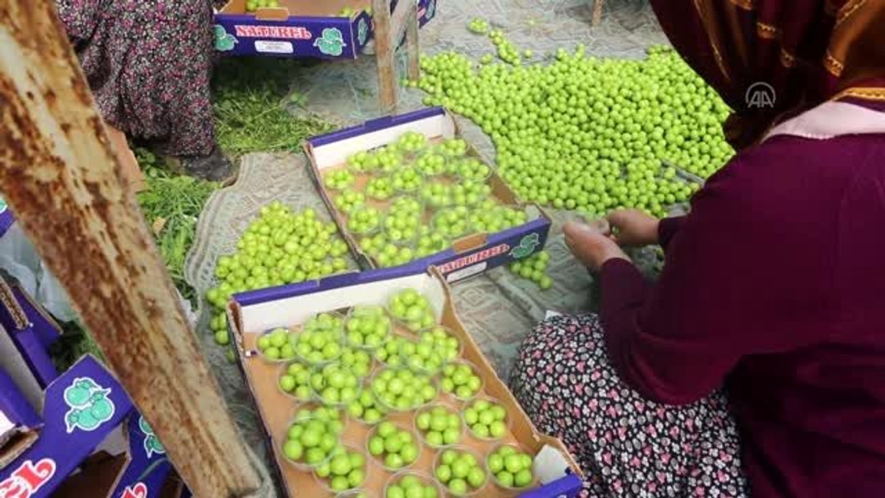 Mut'ta erik hasadı devam ediyor
