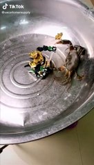 Combat entre un crabe et un robot