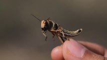 El retorno de las langostas que cubrieron el cielo del Cuerno de África