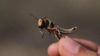 El retorno de las langostas que cubrieron el cielo del Cuerno de África