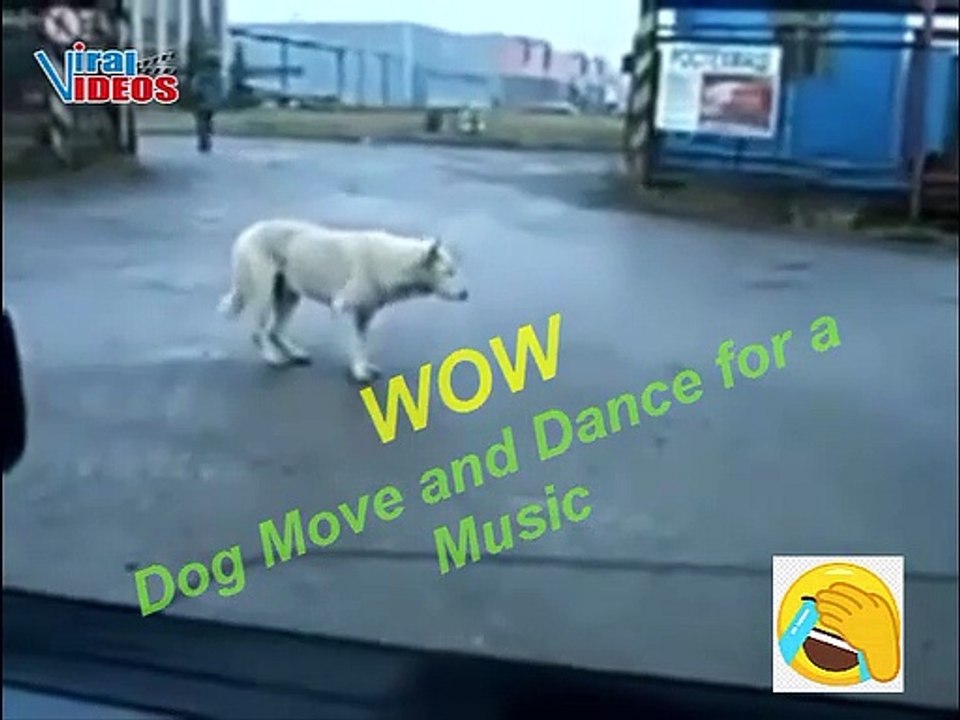 How a Dog Move and Dance for a Music Funny Dog Funny Animals Funny dog's Videos video