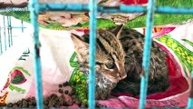 Adorable leopard cat rescued after getting trapped in snare for rodents in Thailand