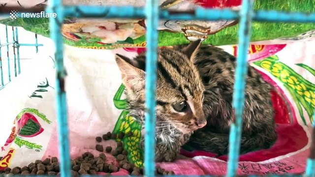 Adorable leopard cat rescued after getting trapped in snare for rodents in Thailand