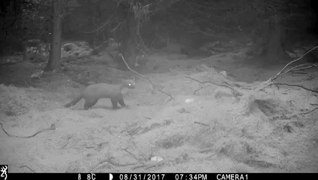 Pine Martens