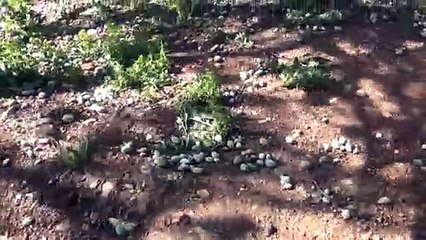 Fırtına, badem ağaçlarına zarar verdi - MERSİN