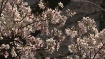 Los almendros florecen en Japón