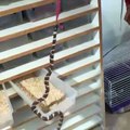 Small Snake Grabs Guy's Deadlock and Hangs on it Making Him