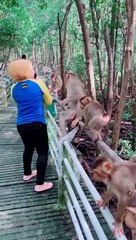 Monkey Back Kicks Woman Standing Close to him