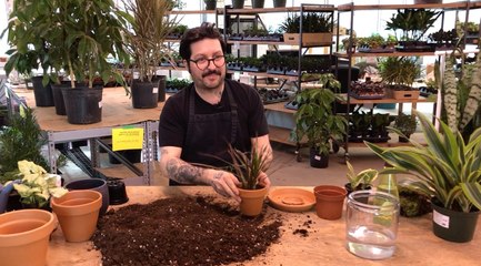 Rempotage - La nature entre quatre murs