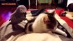 Funny Parrots Annoying Cats Compilation 2020.