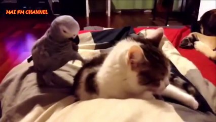 Funny Parrots Annoying Cats Compilation 2020.