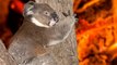 Ces soigneurs  font leur maximum pour aider des koalas brûlés par les incendies en Australie