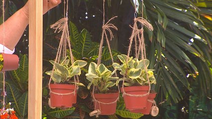 bd-confeccionar-cortina-y-movil-con-plantas-190320