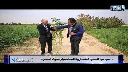 د.سيد عب:د السلام: الفرع الواحد من صنف الفول مريوط2 يضم حوالى 40 قرن