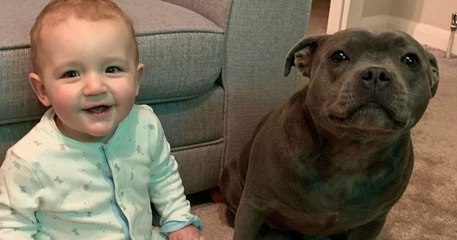 Cette chienne veille quotidiennement sur le bébé de la famille