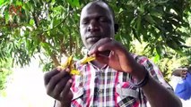 Swarms of Locusts Threaten Crops for Africa’s South Sudan, with Half Its Population Already Facing Food Insecurity