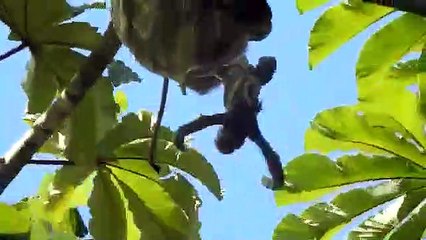 Naissance d'un paresseux (Costa Rica)